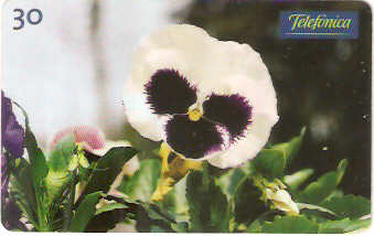 SP-0349 - Amor Perfeito Branco