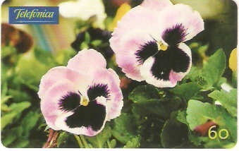 SP-0350M - Amor Perfeito Rosado