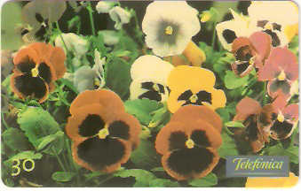 SP-0351M - Amor Perfeito Multicoloridos