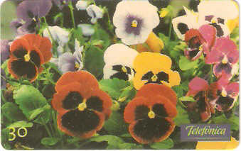 SP-0351 - Amor Perfeito Multicoloridos