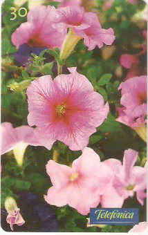 SP-0352M - Petúnia Granflora Picote