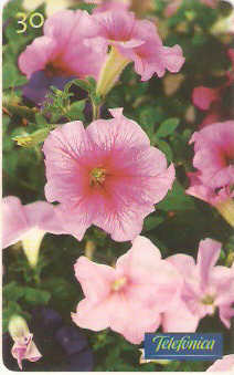 SP-0352 - Petúnia Granflora Picote