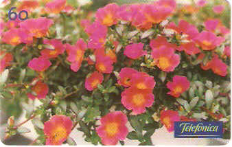 SP-0353M - Onze Horas