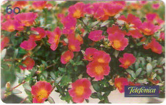 SP-0353 - Onze Horas