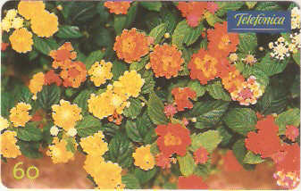 SP-0354M - Lantanas Coloridas