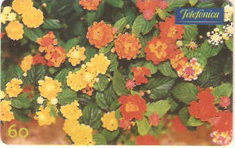 SP-0354 - Lantanas Coloridas