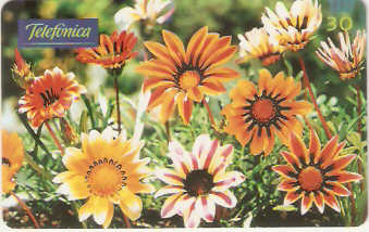 SP-0355M - Gazanias