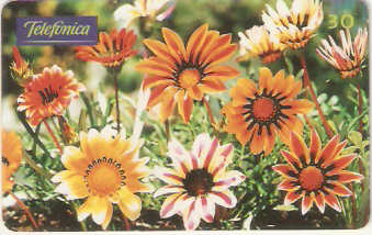 SP-0355 - Gazanias