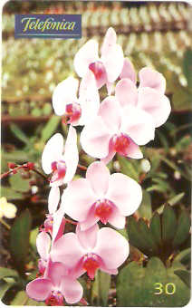 SP-0356M - Orquídea - Phalaenophsis