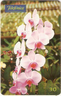 SP-0356 - Orquídea - Phalaenophsis