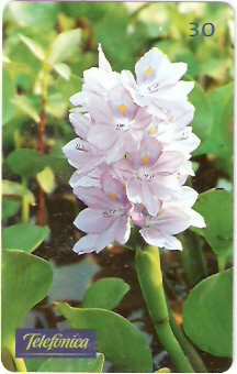 SP-0357M - Aguapé Lilás