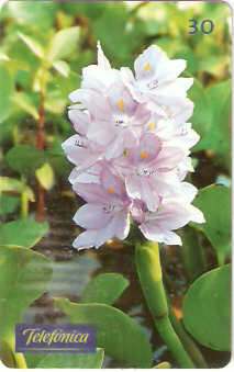 SP-0357 - Aguapé Lilás