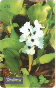 SP-0358M - Aguapé Branco