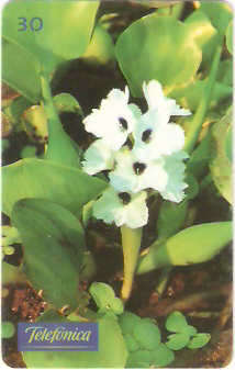 SP-0358 - Aguapé Branco