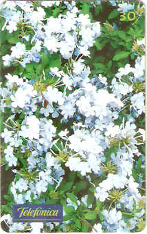 SP-0359 - Bela Emília