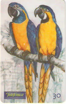 SP-0491 - Araras Azuis