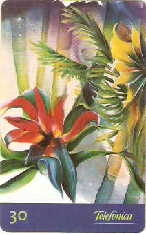 SP-0505 - Floresta Tropical - 1