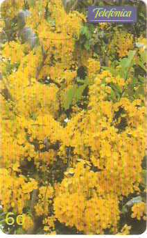 SP-0514 - Acácia Imperial