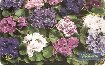 SP-0515 - Violetas Africanas