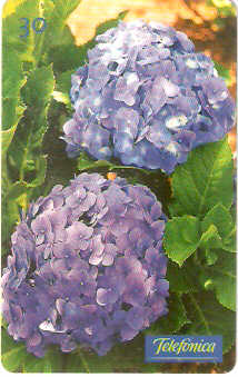 SP-0516 - Hortênsia