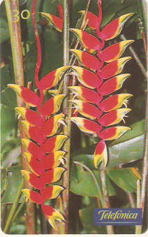 SP-0517 - Elicônea Rostrata