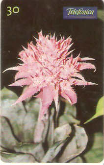 SP-0518 - Bromélia Aechmea