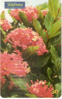 SP-0519 - Ixoria Coccinea