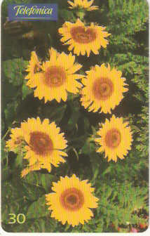 SP-0520 - Girassol