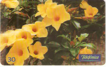 SP-0521 - Allamanda Cathartica