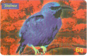 SP-0523 - Saíra-Azul