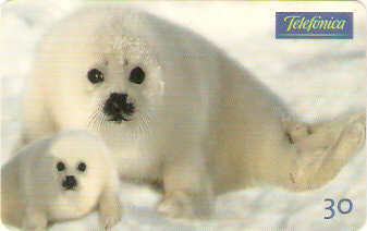 SP-0524 - Foca Branca