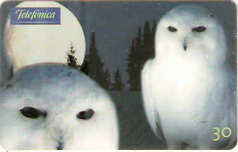 SP-0526 - Coruja da Neve