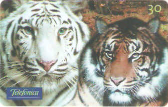 SP-0527 - Tigre