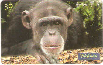 SP-0530 - Chimpanzé