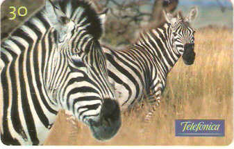 SP-0531 - Zebra