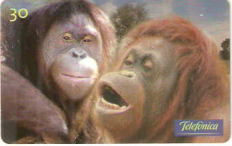 SP-0532 - Orangotango