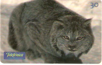 SP-0533 - Gato Selvagem