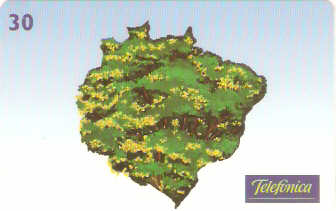 SP-0586M - Pau-Brasil - 3