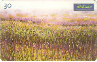 SP-0594 - Campo de Lavandas