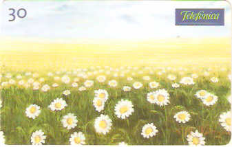 SP-0595 - Campo de Margaridas