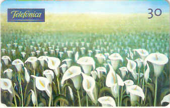 SP-0611 - Campo de Copos de Leite