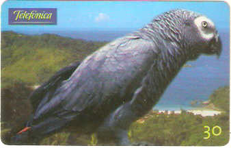 SP-0622 - Papagaio Cinzento