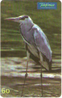 SP-0625 - Garça da Savana