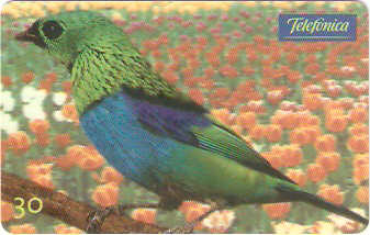 SP-0627 - Saíra de Lenço