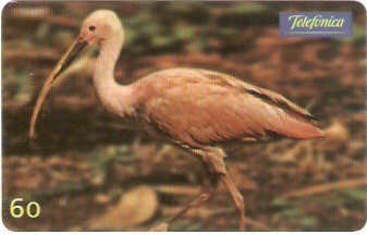 SP-0628 - Flamingo Rosa