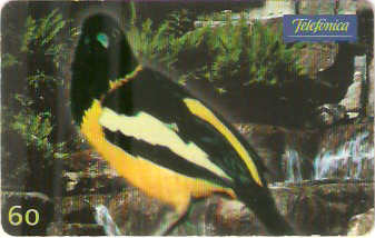 SP-0629 - Corrupião