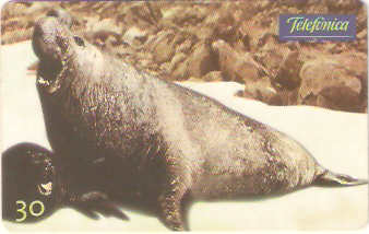 SP-0634 - Elefante Marinho