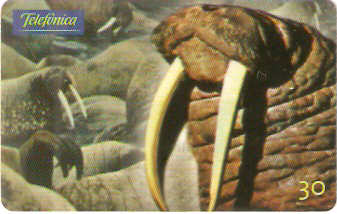 SP-0638 - Morsa