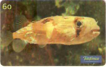 SP-0640 - Peixe Ouriço