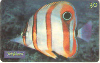 SP-0641 - Chaetodon Bicudo